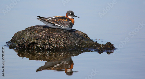 Male Red-necked phalarope painted more modestly than female photo