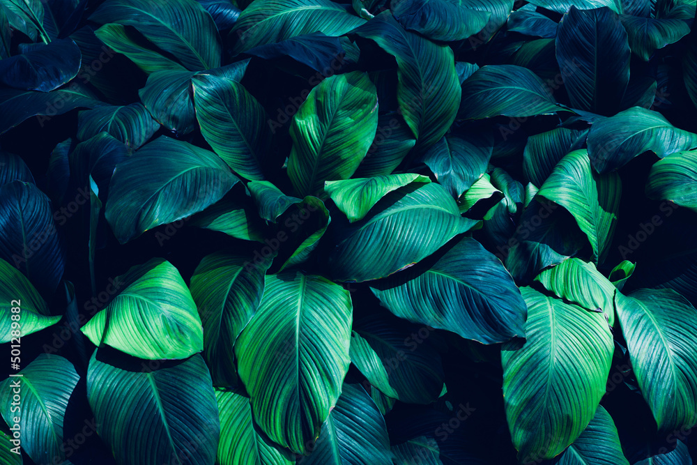 Fototapeta premium Full Frame of Green Leaves Pattern Background, Nature Lush Foliage Leaf Texture, tropical leaf