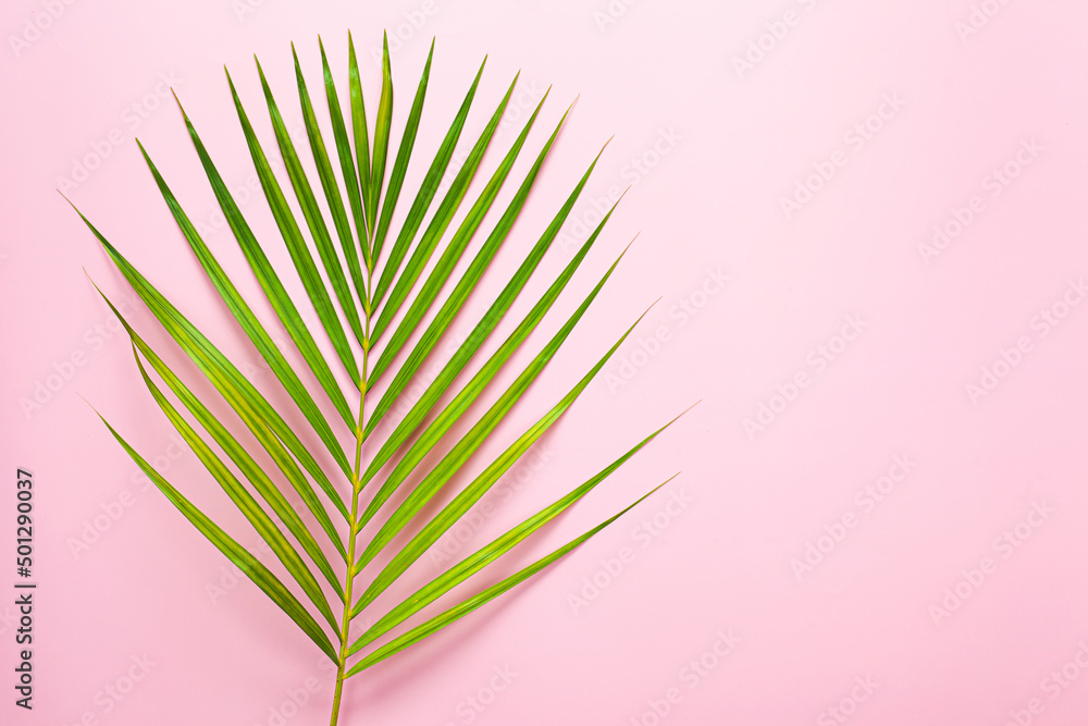 Fototapeta premium top view of tropical palm leaf on pink color background. minimal summer concept, flat lay, copy space.