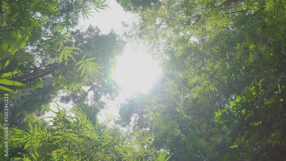 Trees woods timber tall top green nature foliage against sky sunshine. Trees woods timber tall top green nature foliage against sky sunshine.