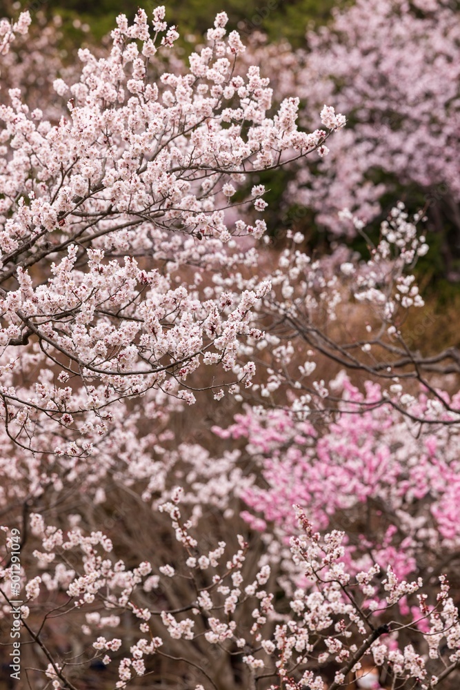 北海道札幌市の春に咲く桜の花