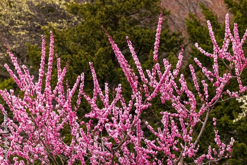 春の北海道札幌で咲く梅林と桜の花