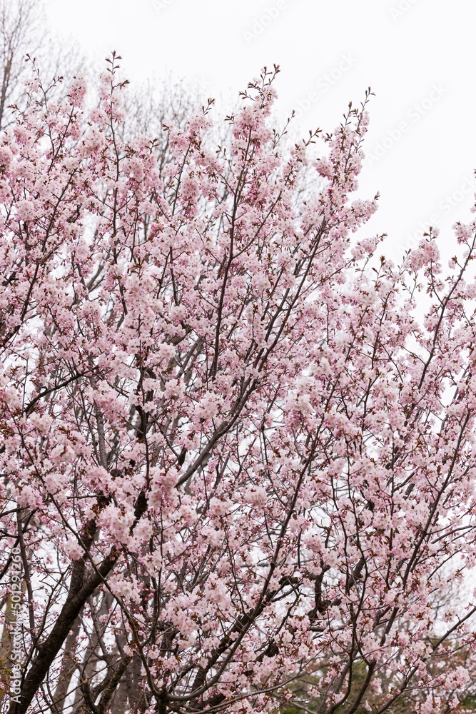 Cherry blossoms in full bloom in beautiful spring in Japan Cherry blossoms in full bloom in beautiful spring in Japan