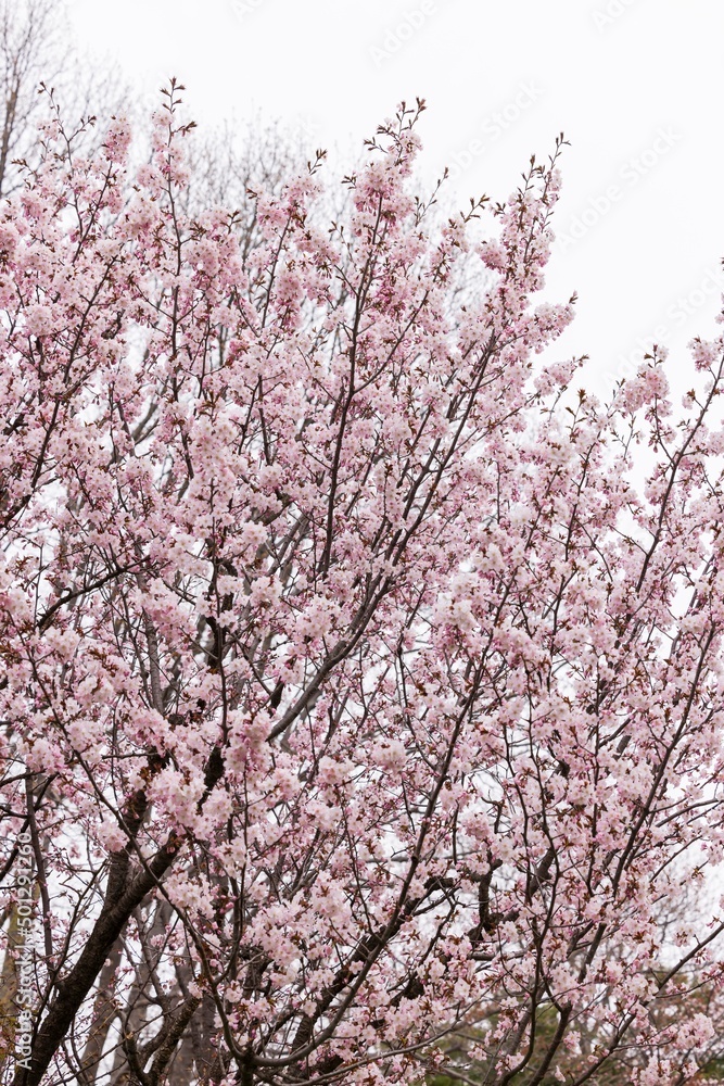 Cherry blossoms in full bloom in beautiful spring in Japan