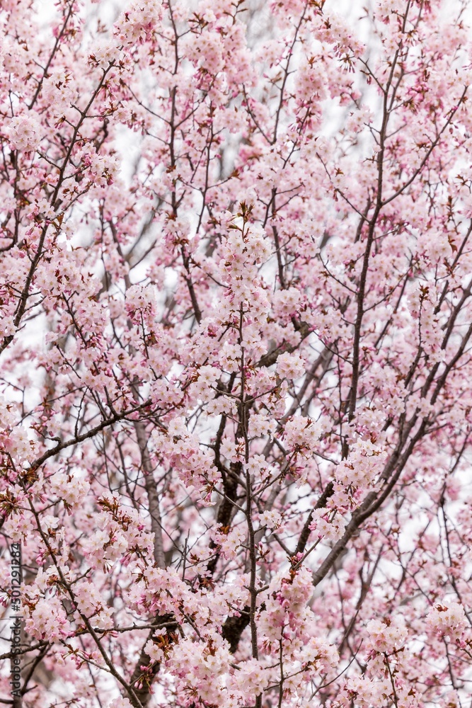 Cherry blossoms in full bloom in beautiful spring in Japan Cherry blossoms in full bloom in beautiful spring in Japan