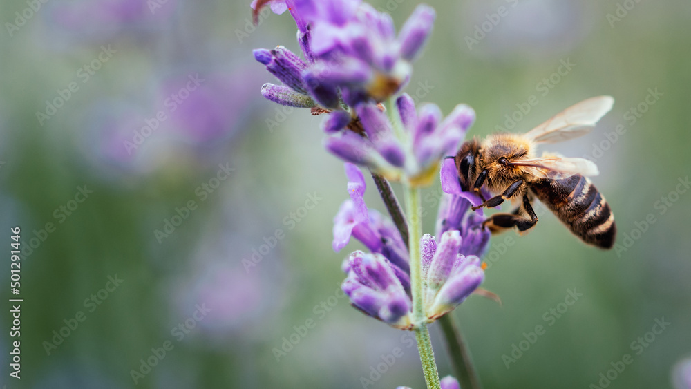 Pollination with bee and lavender with sunshine, sunny lavender. Pollination with bee and lavender with sunshine, sunny lavender.