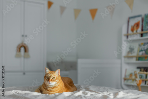 Red cat lies on a white bed in a children's room in the sun © Nikita