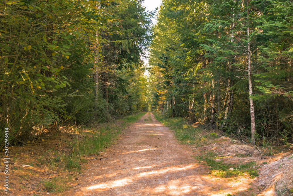 Obraz premium Hanmer Springs Forest walk