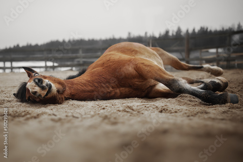 Bay horse lies on the sand