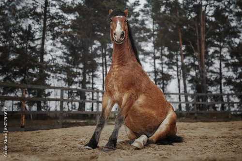 Bay horse sits on the sand