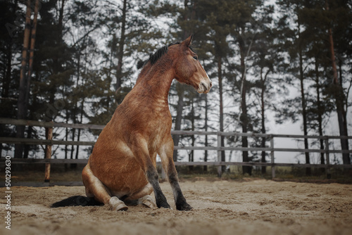 Bay horse sits on the sand