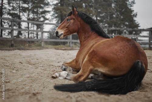 Bay horse lies on the sand