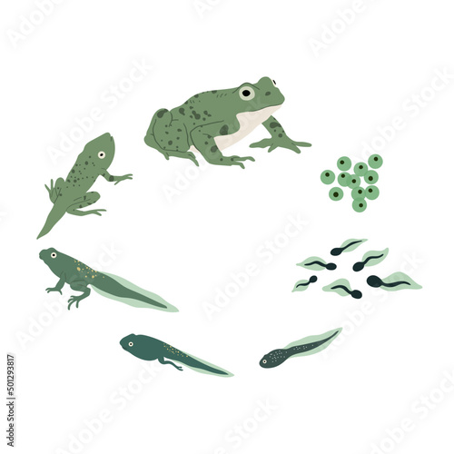 Frog life cycle. Vector hand drawn illustration. Isolated on white backgground.