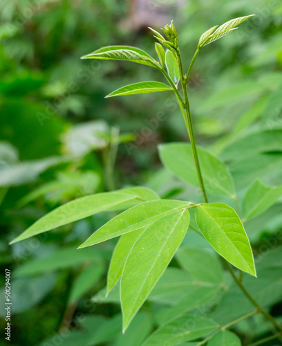 A close up shot of an isolated Pigeon pea  Cajanuses Plant leaves.