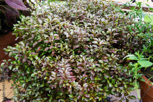 A coprosma evening glow plant growing in a flower pot in An Indian House hold. photo