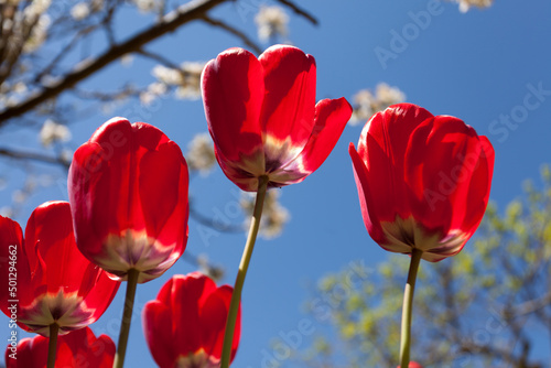 red tulips receive direct sunlight with blue sky background and flowering tree.