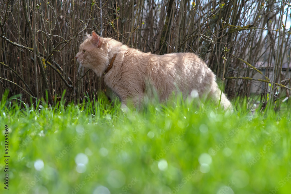 A fluffy cat of an unusual color roams in the yard.