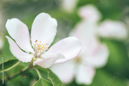 Selective soft focused close up of flowering apple tree branch with white flower on blurred bright green leaves bokeh background. Floral nature spring blossom design  copy space for text overlay. 