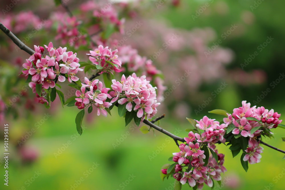 Fototapeta premium A branch of sakura blossoms are in full bloom with selective focus against a blurry background