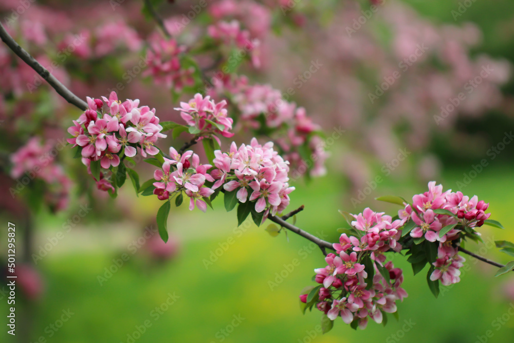 A branch of sakura blossoms are in full bloom with selective focus against a blurry background A branch of sakura blossoms are in full bloom with selective focus against a blurry background