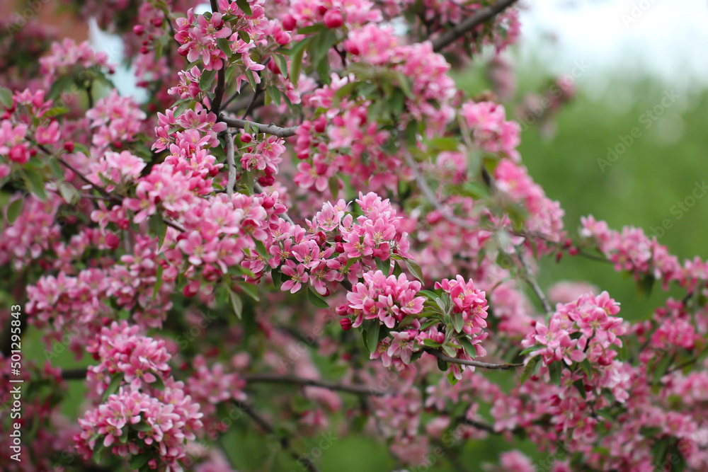 A sakura blossoms are in full bloom with selective focus, flowers pink background A sakura blossoms are in full bloom with selective focus, flowers pink background
