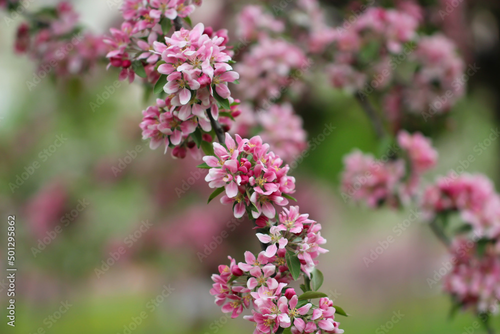 A branch of sakura blossoms are in full bloom with selective focus against a blurry background