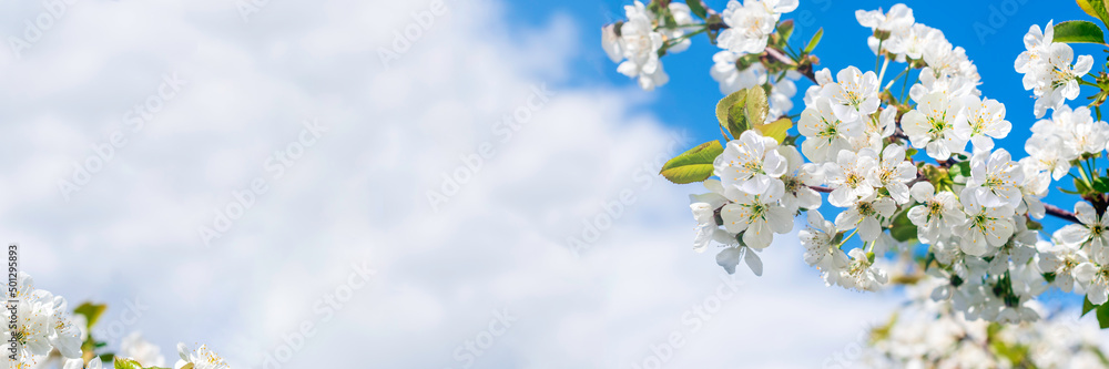 Cherry blossom frame .Spring season.Natural background.Space for text, Banner