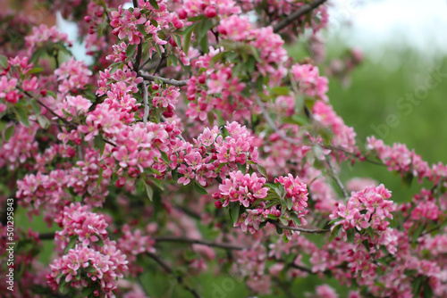 A sakura blossoms are in full bloom with selective focus, flowers pink background