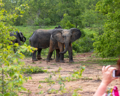 Photography Elephants in Mole National Park, Ghana