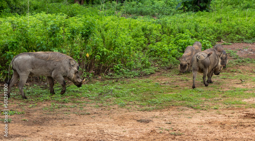 Warthogs in Mole National Park  Ghana
