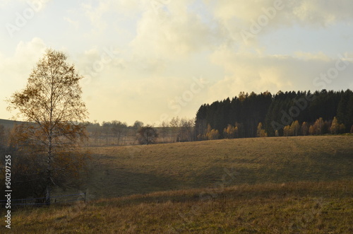 Morning landscape of grass meadows and forest with yellow birch in front. Misty autumn morning.