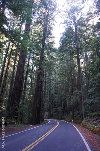 Redwood National and State Parks, California, Usa