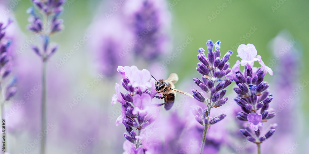 Pollination with bee and lavender with sunshine, sunny lavender. Pollination with bee and lavender with sunshine, sunny lavender.