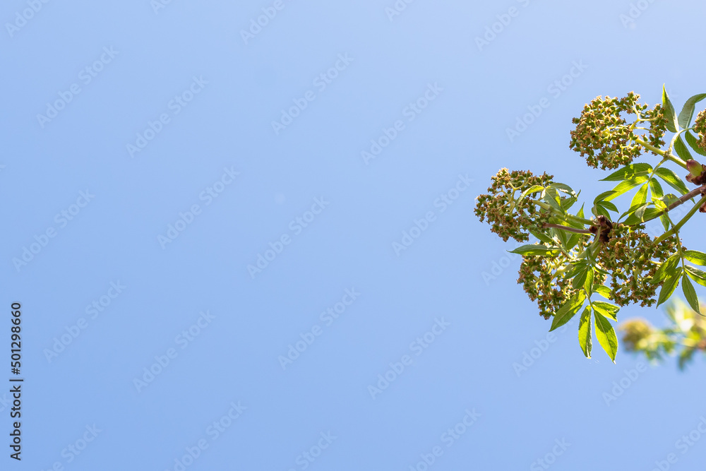 Leaves and blue background (copy space). Leaves and blue background (copy space).