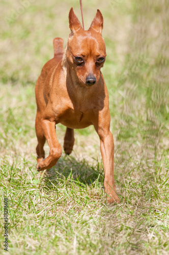 Obraz na plátně Manchester Terrier trotting across the grass