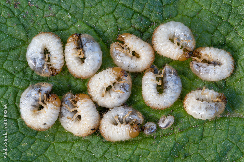 June bug larvae, June Beetle larvae , Excavated larvae grubs of the