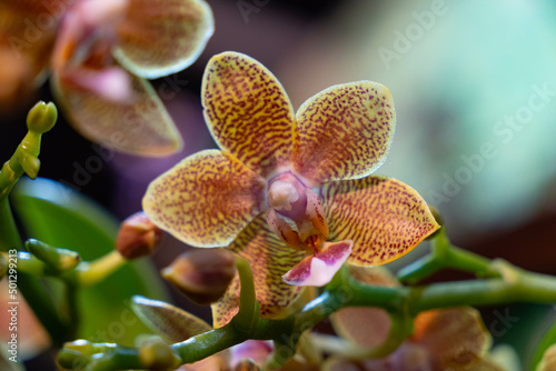 Phalaenopsis Rheingold hybrid orchid. Yellow red dotted petals. Blurry background behind flowers and stems. Copy space. 