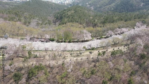 Korea_Busan_Amnam Park with Cherry Blossom  photo