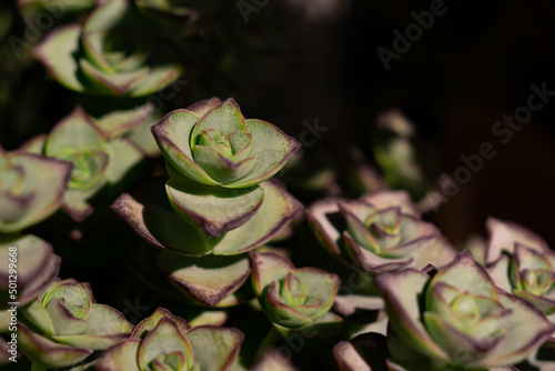 String of buttons succulent plant. Crassula perforata. 