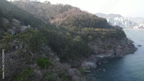 Korea_Busan_Amnam Park with Cherry Blossom  photo