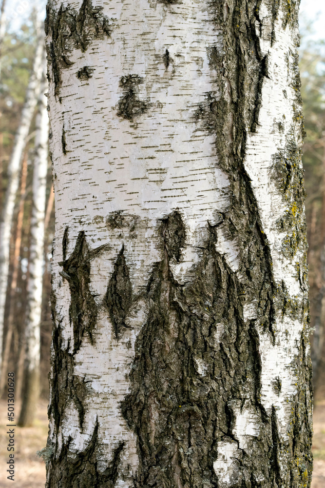 Fototapeta premium Birch trunk in the forest.Natural background. Birch birch bark.