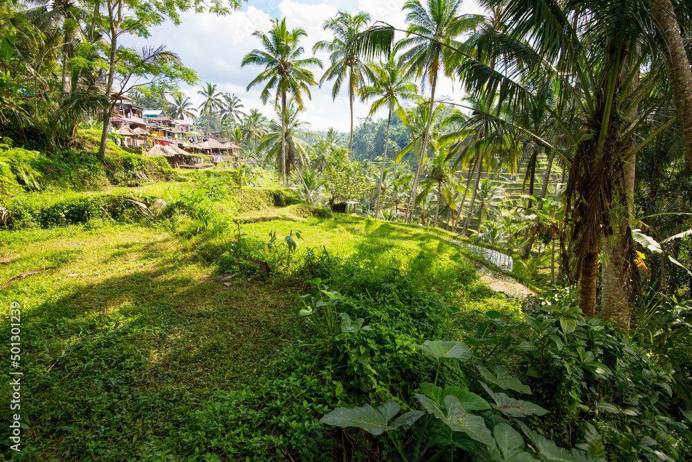 Obraz premium Tegalalang Rice Terraces in Ubud, Bali, Indonesia