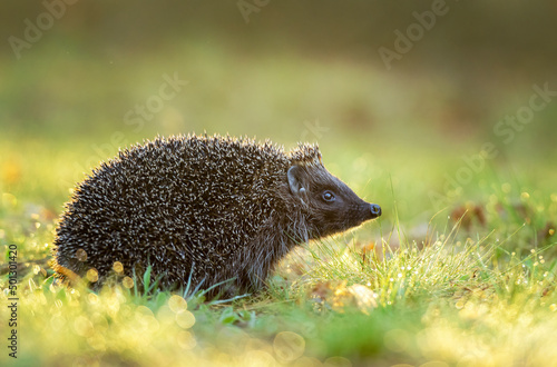 Cute hedgehog in the grass