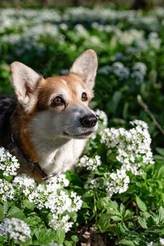 portrait of a white-brown Pembroke corgi dog
