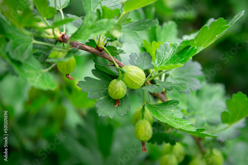 Gooseberry bushes with green fruits and leaves.