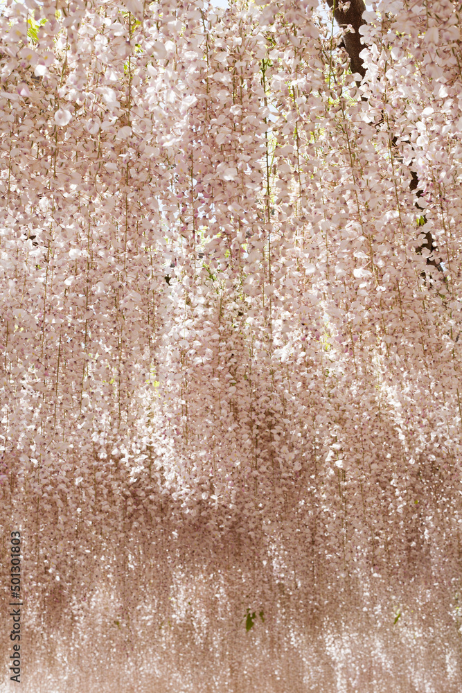 満開の藤の花 満開の藤の花