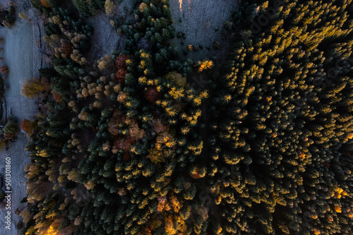 Aerial view of autumn forest covered with hoarfrost in morning. Drone photography