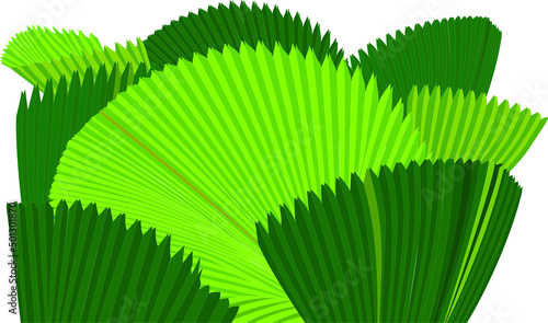 Vector image of Licuala Grandis leaves or Ruffled Fan palm, Vanuatu fan palm or Palas palm. Pleated leaves in circular shape.