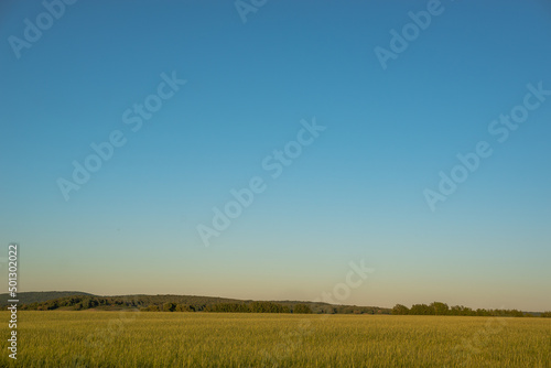Field and blue sky at sunset like in Greece.