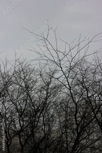 silhouette of tree © Lina